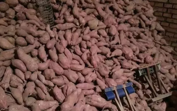 Quais são os Preparativos para montar uma fábrica de amido de batata-doce