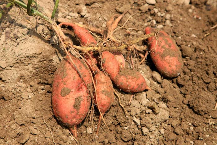 Armazenamento de batata-doce no inverno! Três golpes para resolver o problema da batata-doce apodrecer facilmente !