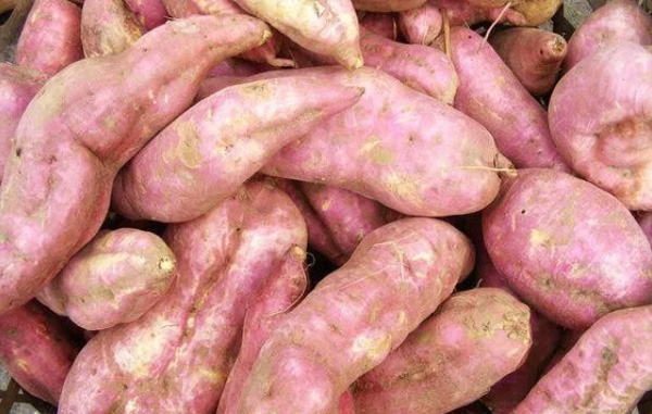 Como comprar E selecione a batata-doce que é usada para o processamento de amido?